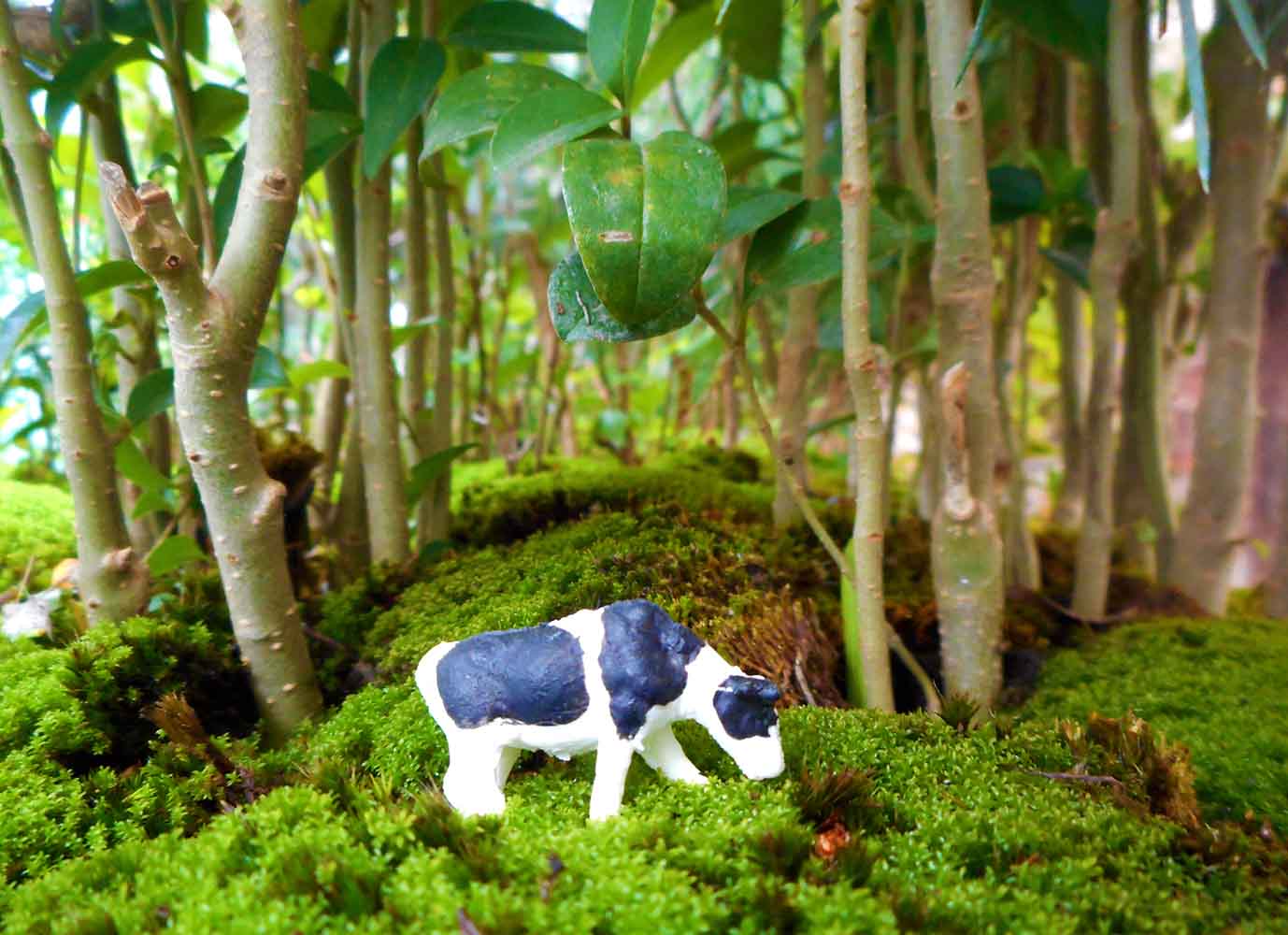 Bosques Bonsai